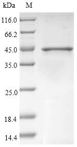 (Tris-Glycine gel) Discontinuous SDS-PAGE (reduced) with 5% enrichment gel and 15% separation gel.